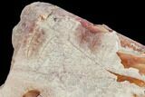 Fossil Fern (Sphenopteris, Lygdonium) Plate - Poland #111675-1